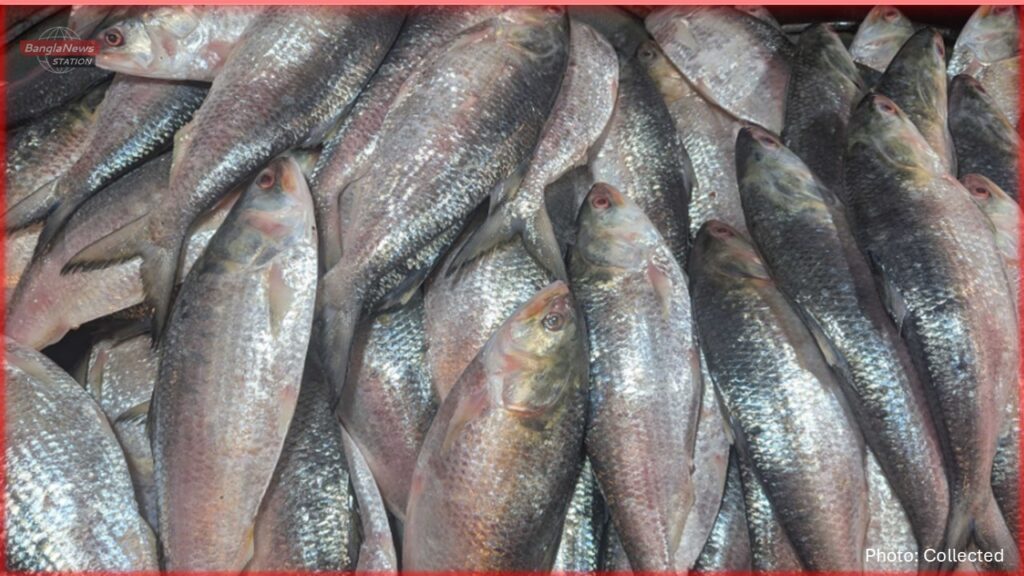 ilish mach, hilsha fish, bangla news station